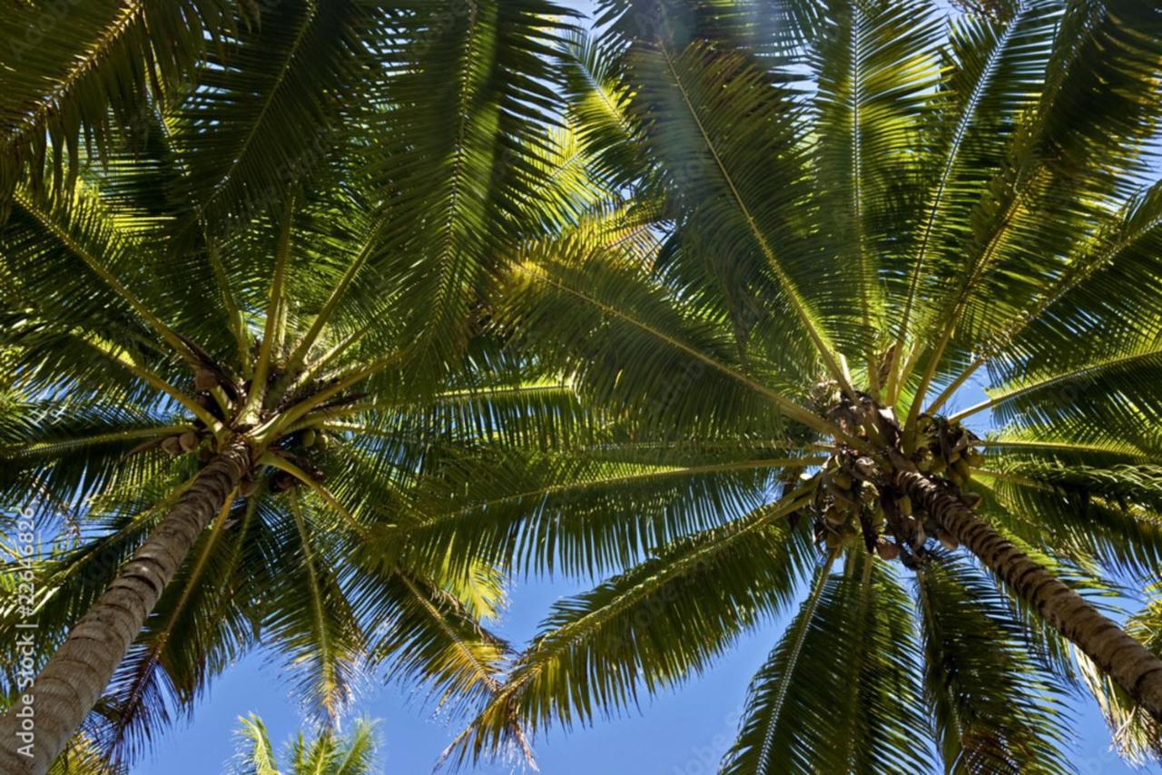 Raiatea - Studio Tenape Tevaitoa Exterior photo